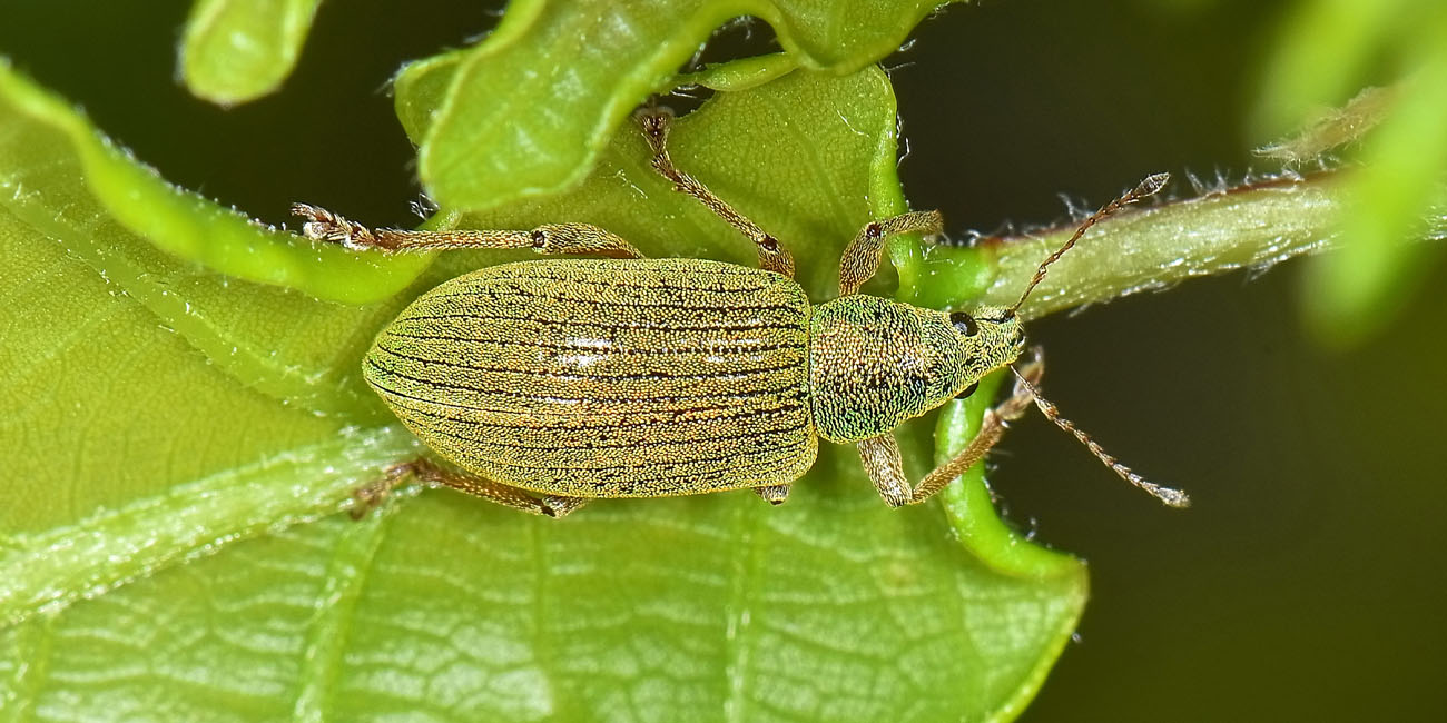 Curculionidae: Polydrusus  formosus?  No, Polydrusus frater